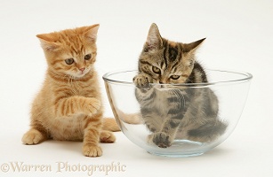Ginger kitten with tabby kitten in a glass bowl