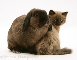 Chocolate Birman-cross kitten with chocolate Lop rabbit