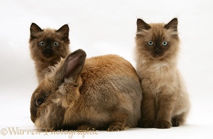 Chocolate Birman-cross kittens with chocolate rabbit