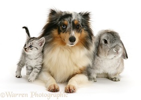 Rabbit, silver tabby kitten and Sheltie