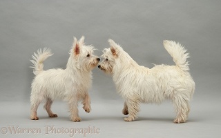 Westie pups, nose to nose