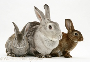 Rex rabbit Mother and two young rabbits