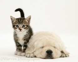 Tabby kitten and sleeping Golden Retriever pup