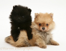 Two Pomeranian pups