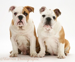 Two Bulldog pups