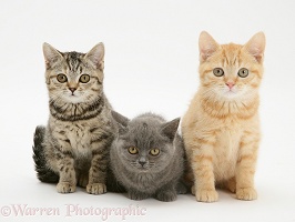 Three kittens