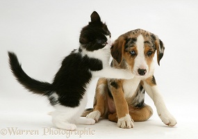 Kitten and puppy