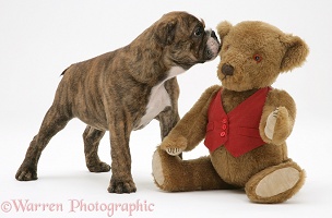 Bulldog pup and teddy bear