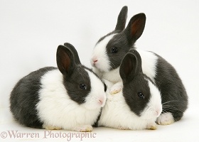 Three Baby Black Dutch rabbits