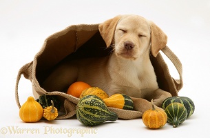 Sleepy Yellow Retriever in a bag of gourds