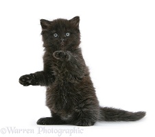 Black kitten with paws up
