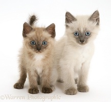 Brown and blue-point Birman-cross kittens