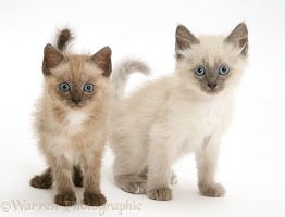 Brown and blue-point Birman-cross kittens