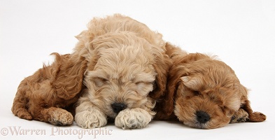 Sleepy golden Cockapoo pups