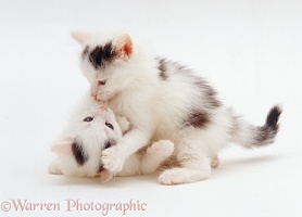Two black-and-white kittens, 7 weeks old, playing