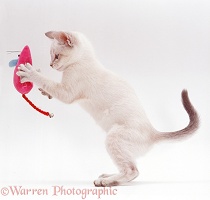 Pale colourpoint kitten playing with a toy mouse