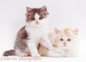 Two cute kittens, 5 weeks old