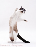 Ragdoll cat standing and reaching up