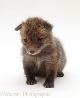 Cute little Red Fox cub