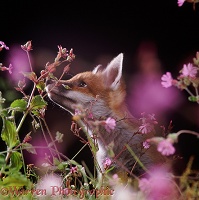 Red Fox cub among flowers