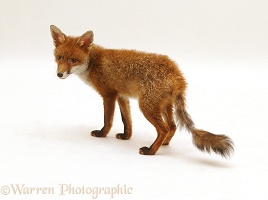 Fox with mange