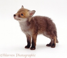 Cute little Red Fox cub