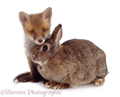 Red Fox cub and adult European Rabbit