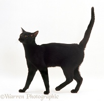 Black Oriental cat walking