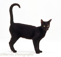 Black Oriental cat standing