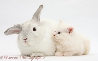 White Maine Coon kitten and white rabbit