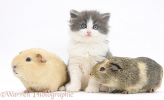 Grey-and-white kitten with Guinea pigs