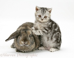 Silver tabby kitten and agouti Lop rabbit