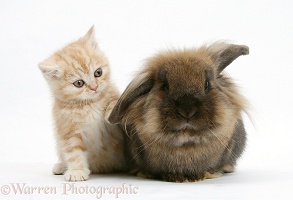 Ginger kitten with Lionhead rabbit