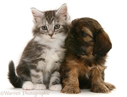 Cavazu puppy with tabby Maine Coon kitten
