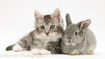 Baby silver Lop rabbit with silver tabby Maine Coon kitten