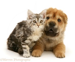 Tabby Maine Coon kitten and Shar-pei pup