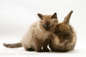 Chocolate Birman-cross kitten with chocolate rabbit