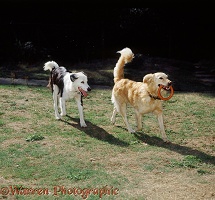 Dogs playing with a coit
