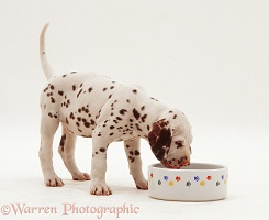 Dalmatian pup, 7 weeks old, drinking from a bowl
