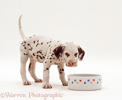 Dalmatian pup drinking from a bowl