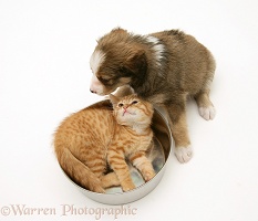 Border Collie pup and ginger kitten with metal bowl