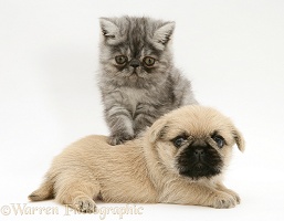 Exotic kitten and Pugzu (Pug x Shih-Tzu) pup