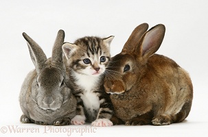 Tabby kitten and two rabbits