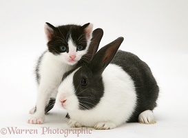 Black-and-white kitten with blue Dutch rabbit