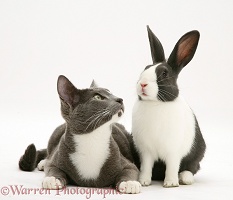 Burmese-cross cat and Dutch rabbit