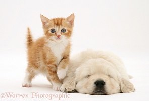 Red tabby kitten with Golden Retriever pup
