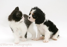 Kitten and King Charles pup