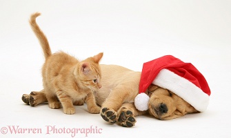 Ginger kitten and Retriever pup asleep with Santa hat