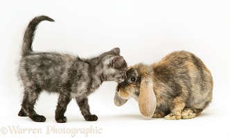Tortoiseshell rabbit and kitten