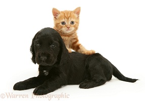 Black Cocker Spaniel puppy and ginger kitten